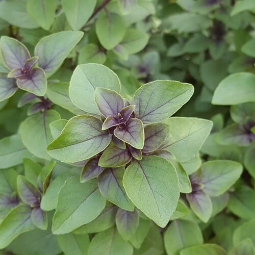 basilic 1